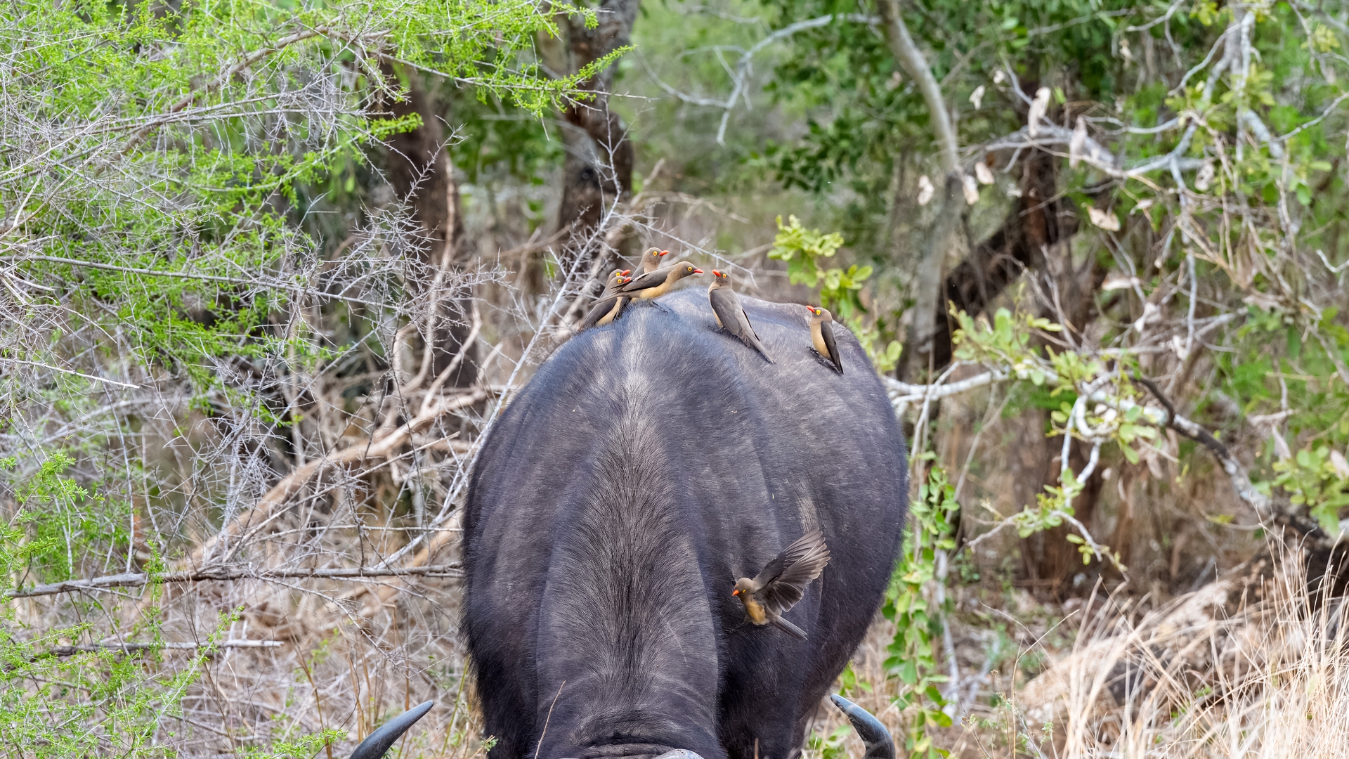 Kruger25 2025 10 28 13 57 26 ILCE 9M3 43